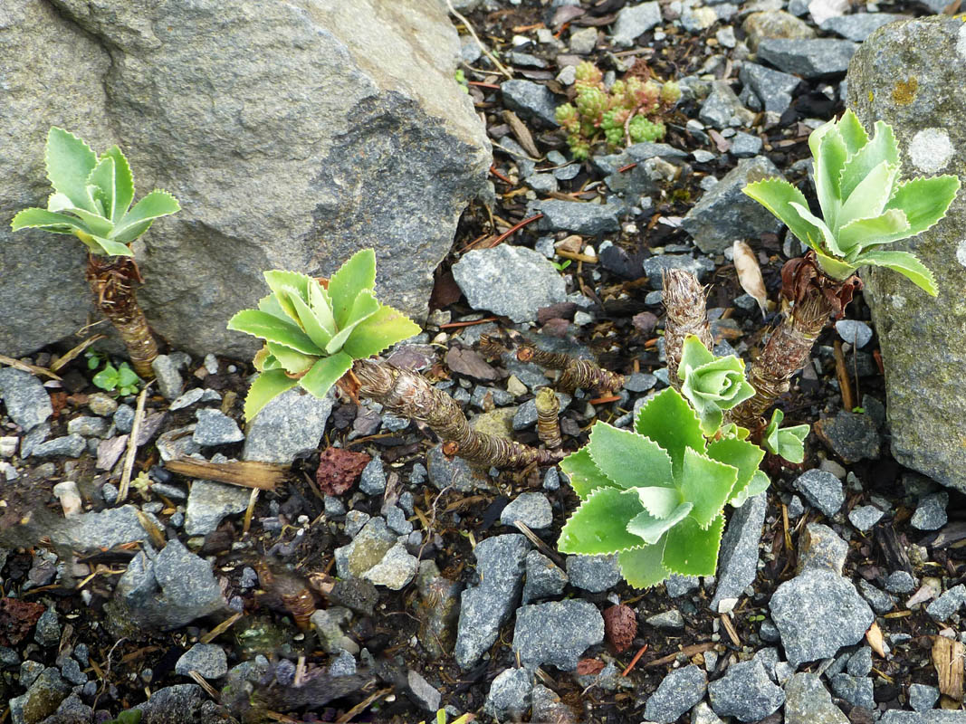 Primula marginata in bloom in a limestone cliff crevice of the Maritime Alps